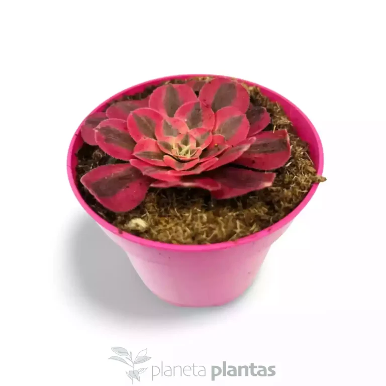 Aeonium pink witch 04 - Suculentas y Cactus directos del Productor