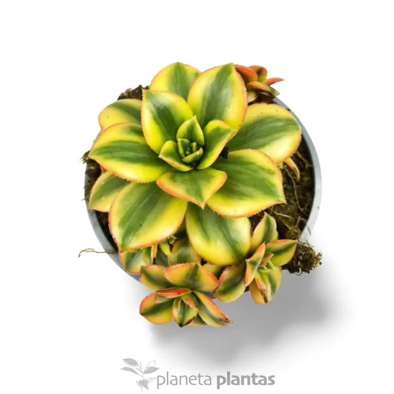 Aeonium Decorum Variegatum Amarillo 2 - Suculentas y Cactus directos del Productor