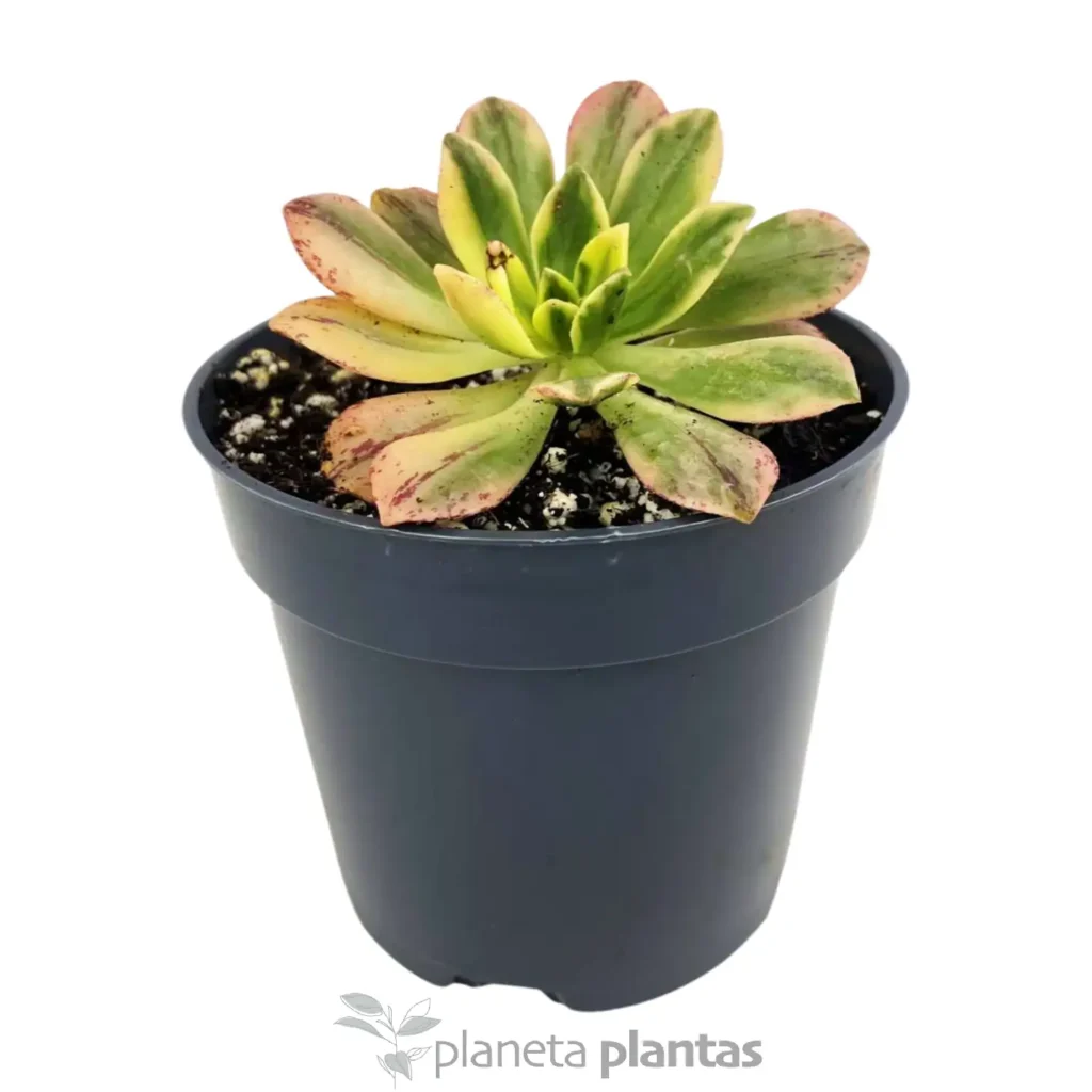 Aeonium Green tea 2 - Suculentas y Cactus directos del Productor