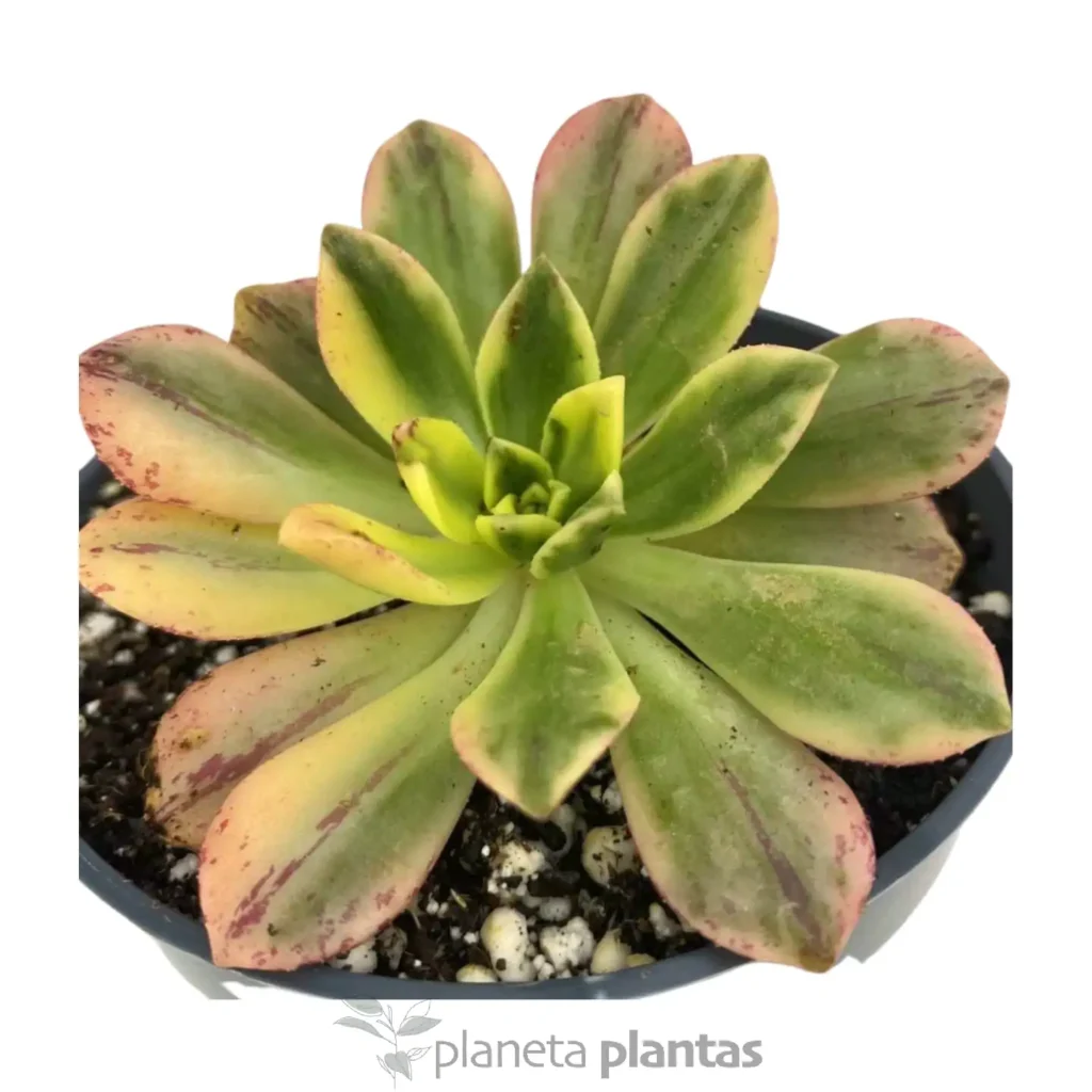 Aeonium Green tea 3 - Suculentas y Cactus directos del Productor