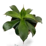 Agave Congesta