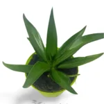 Agave Desmettiana Green