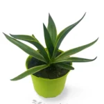 Agave Desmettiana variegata L