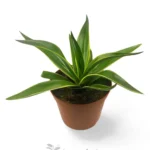 Agave Desmettiana variegata