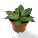 Agave Flexispina