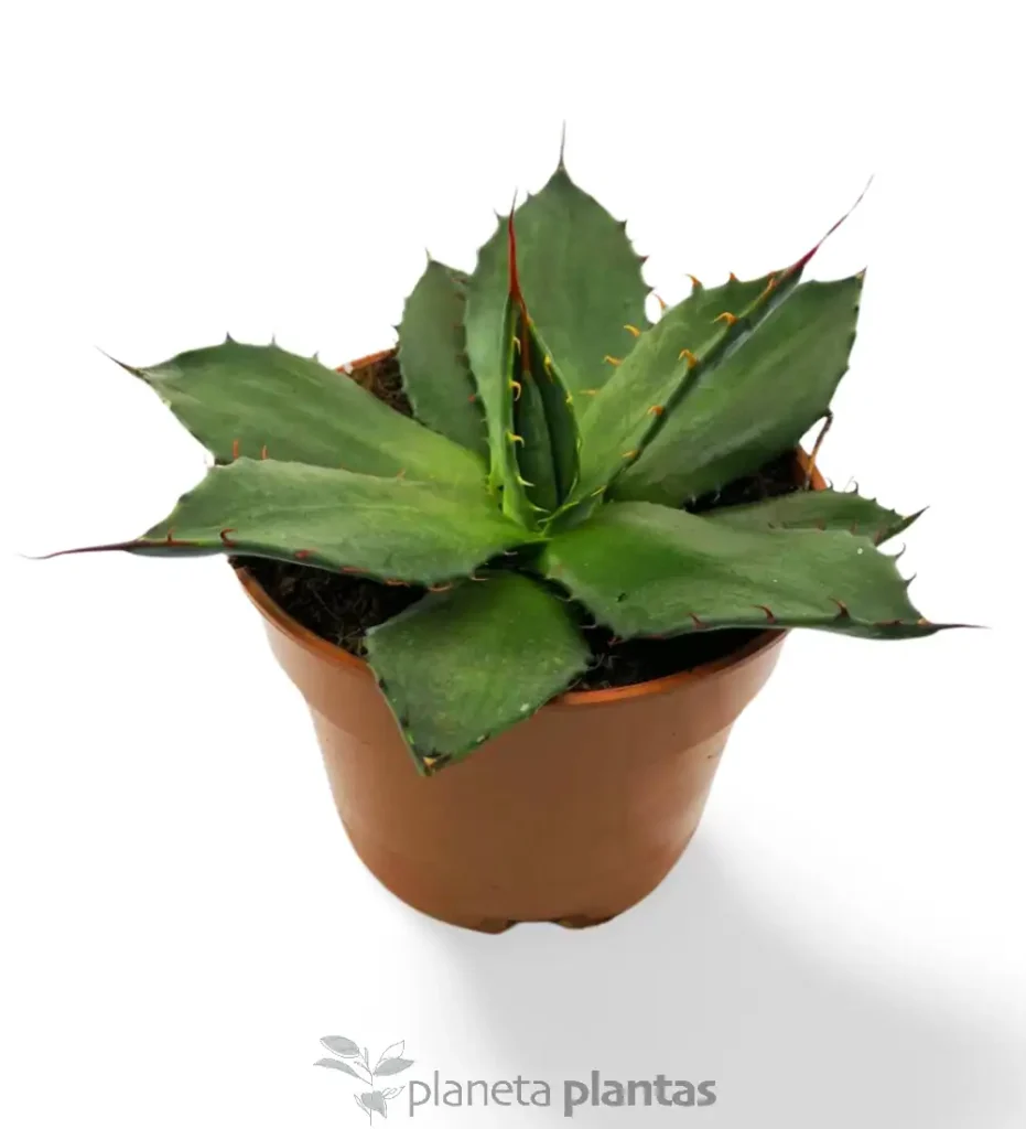 Agave Flexispina 01 - Suculentas y Cactus directos del Productor