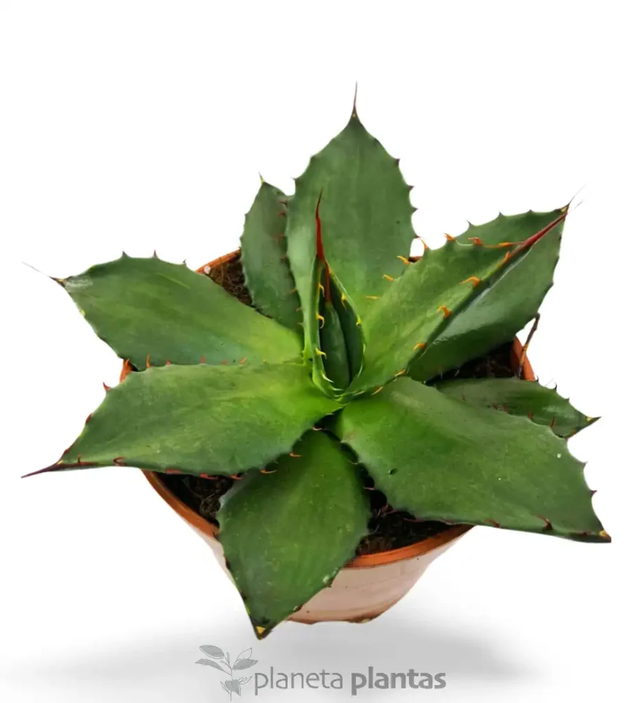 Agave Flexispina 02 - Suculentas y Cactus directos del Productor