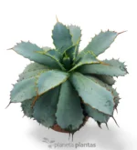 Agave Guadalajarana (Leon) - Imagen 4