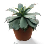 Agave Guadalajarana (Leon)