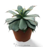 Agave Guadalajarana (Leon)