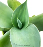 Agave Gypsicola - Imagen 2