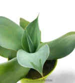 Agave Gypsicola - Imagen 3