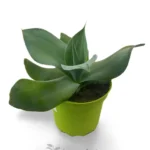 Agave Gypsicola