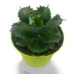 Agave Isthmensis