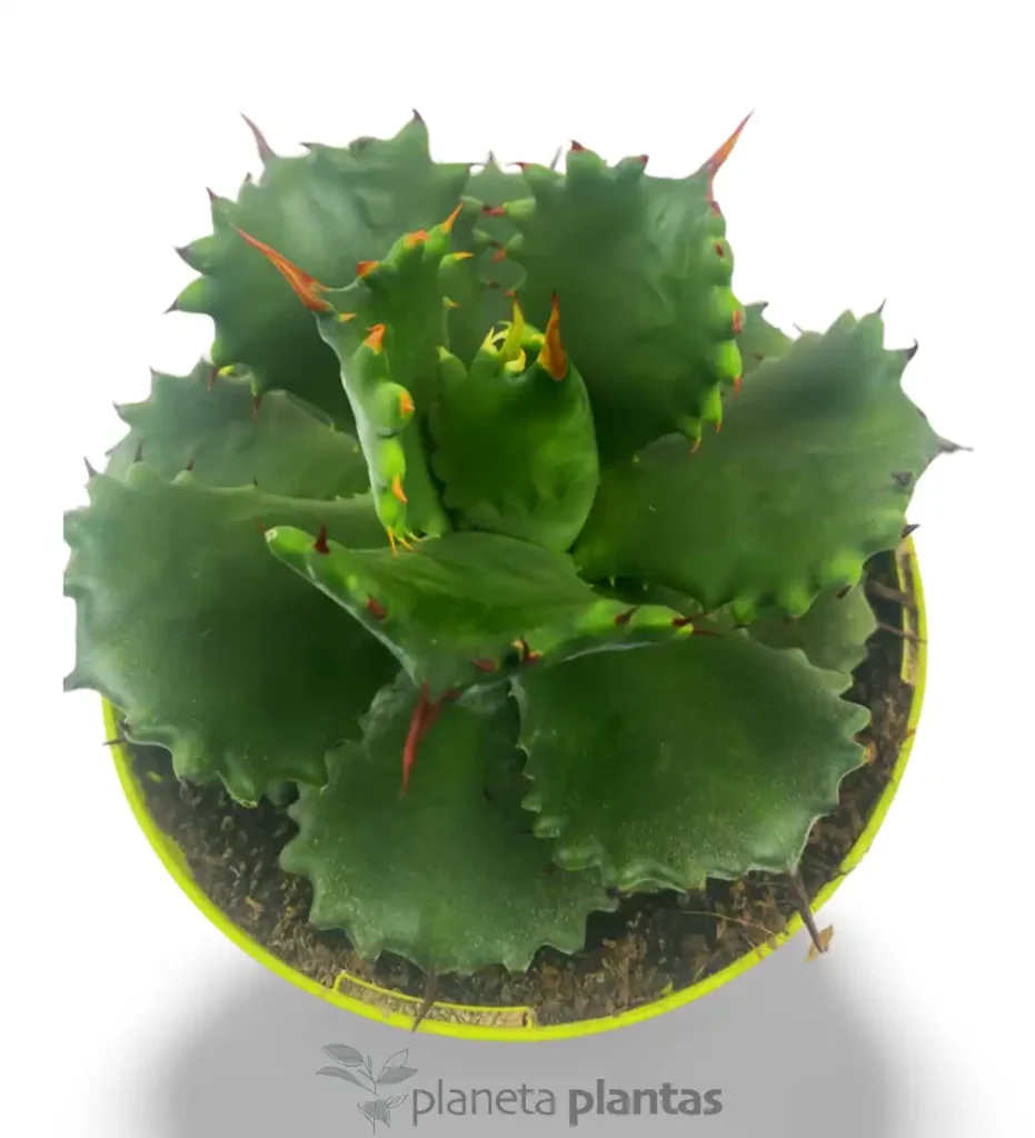 Agave Isthmensis 02 - Suculentas y Cactus directos del Productor