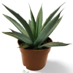Agave Macroacantha