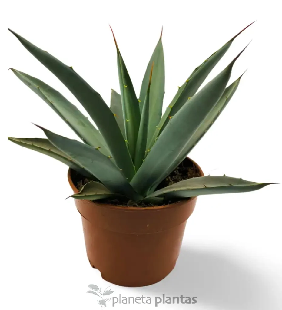Agave Macroacantha 01 - Suculentas y Cactus directos del Productor