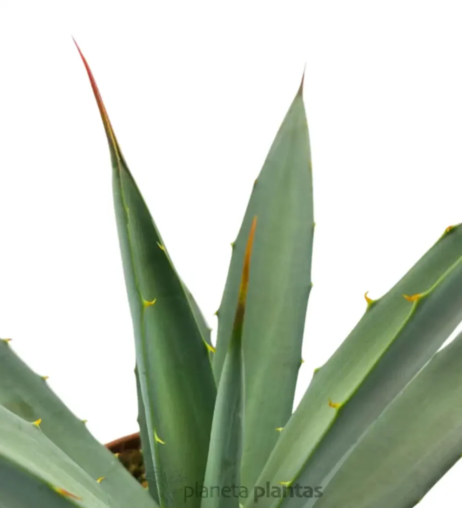 Agave Macroacantha 02 - Suculentas y Cactus directos del Productor