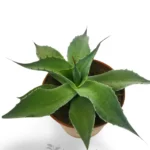 Agave Ovatifolia