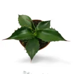 Agave Parryi huachucensis