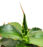 Agave Parryi huachucensis - Imagen 3