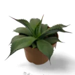 Agave Parryi truncata