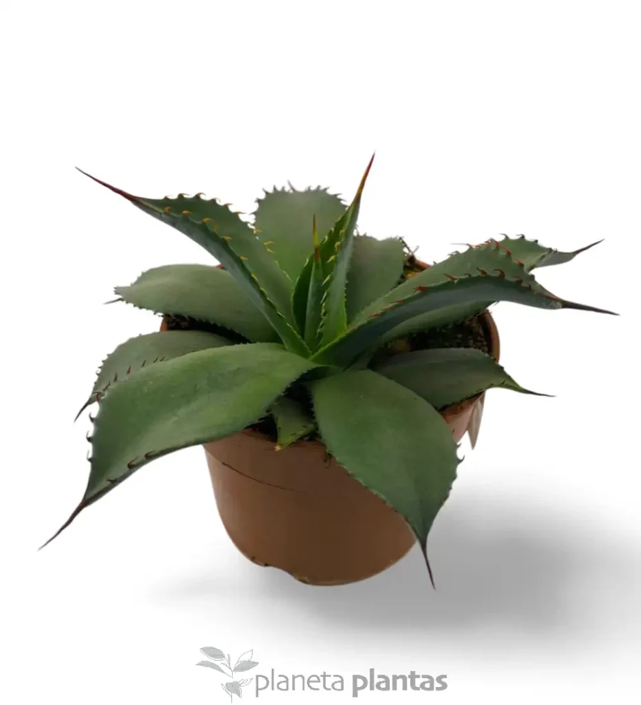Agave Parryi truncata 01 - Suculentas y Cactus directos del Productor