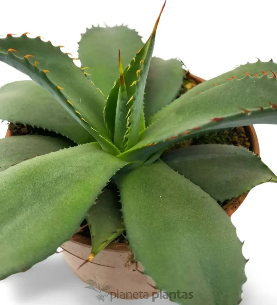Agave Parryi truncata 02 - Suculentas y Cactus directos del Productor