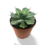 Agave Potatorum kichijokan