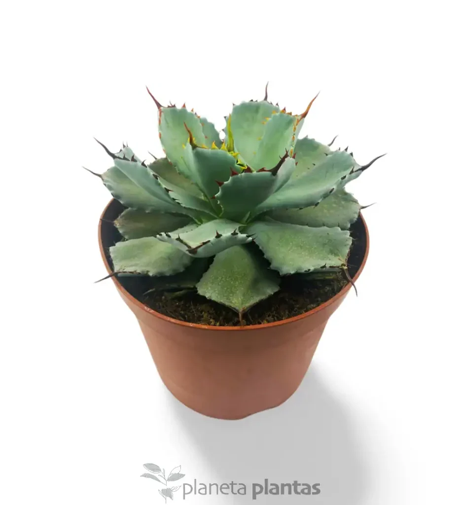 Agave Potatorum kichijokan 01 - Suculentas y Cactus directos del Productor