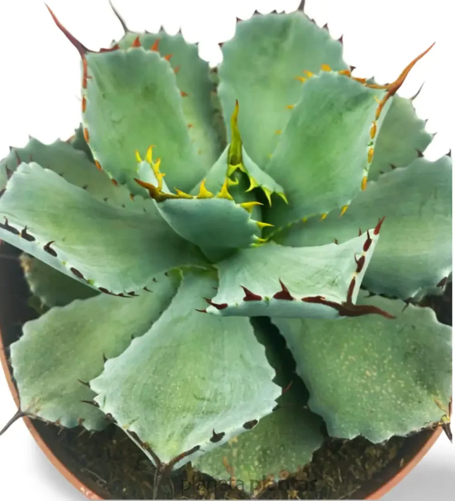 Agave Potatorum kichijokan 02 - Suculentas y Cactus directos del Productor