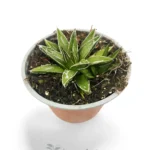 Agave Reina Victoria
