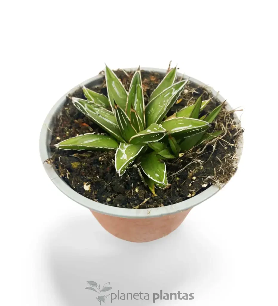 Agave Reina Victoria 01 - Suculentas y Cactus directos del Productor