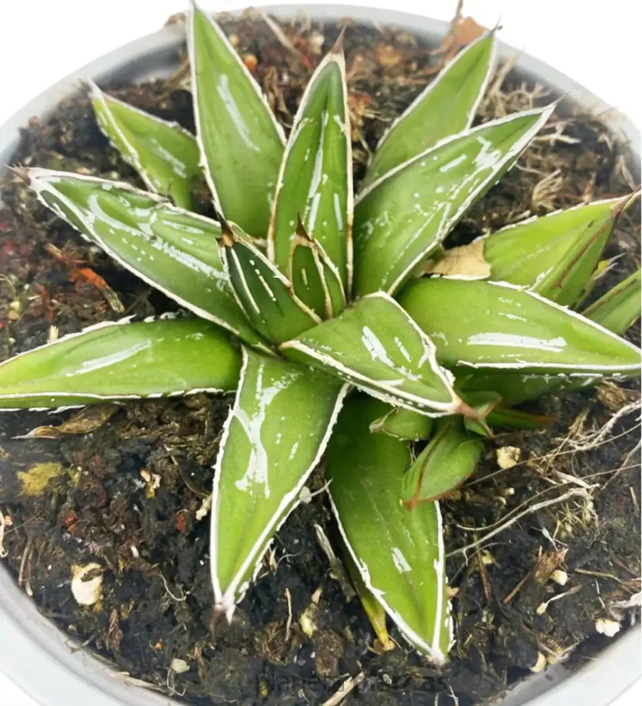 Agave Reina Victoria 02 - Suculentas y Cactus directos del Productor