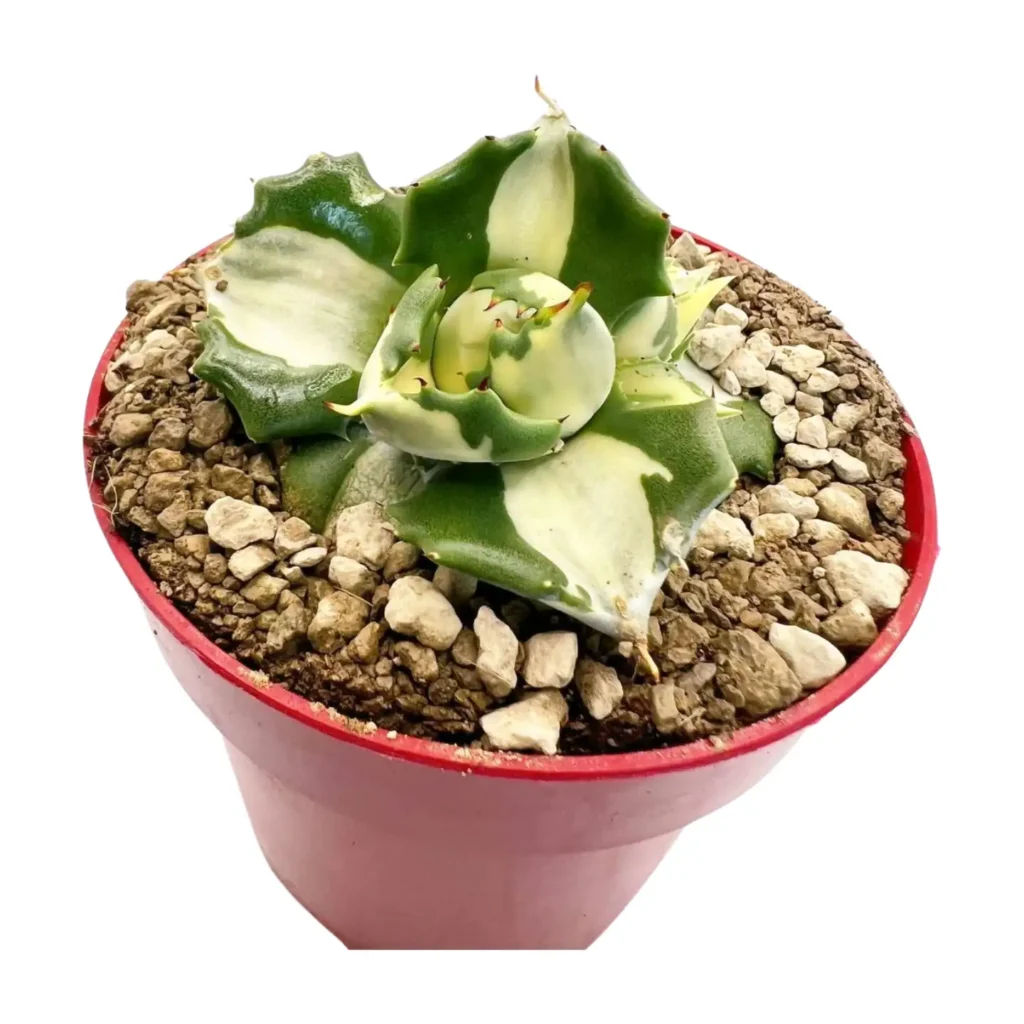 Agave Shoji raijin Variegated - Suculentas y Cactus directos del Productor