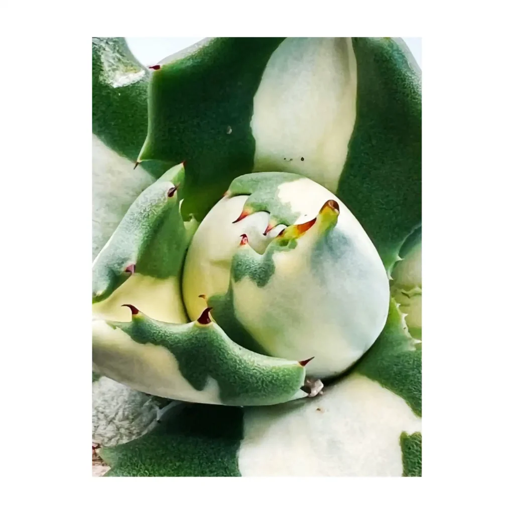 Agave Shoji raijin Variegated 05 - Suculentas y Cactus directos del Productor