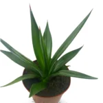 Agave Sisalana