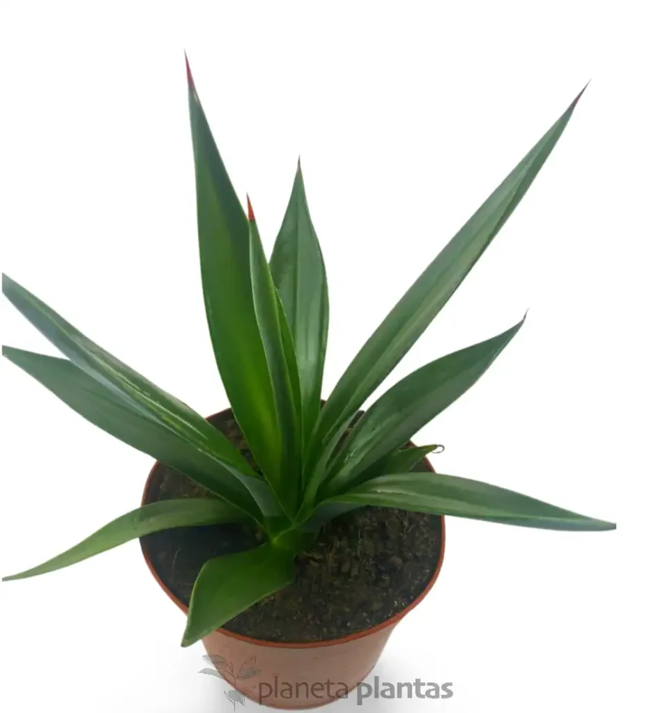 Agave Sisalana 01 - Suculentas y Cactus directos del Productor