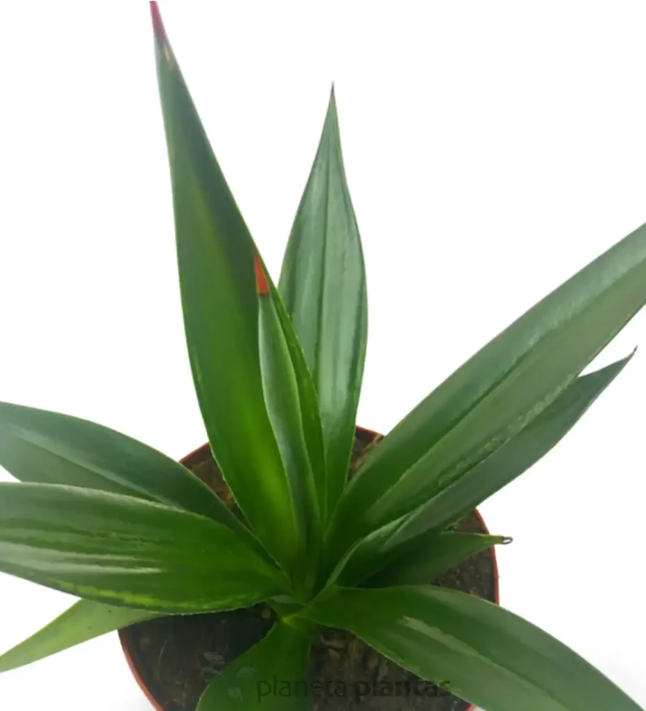 Agave Sisalana 02 - Suculentas y Cactus directos del Productor