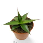 Agave impressa impressive