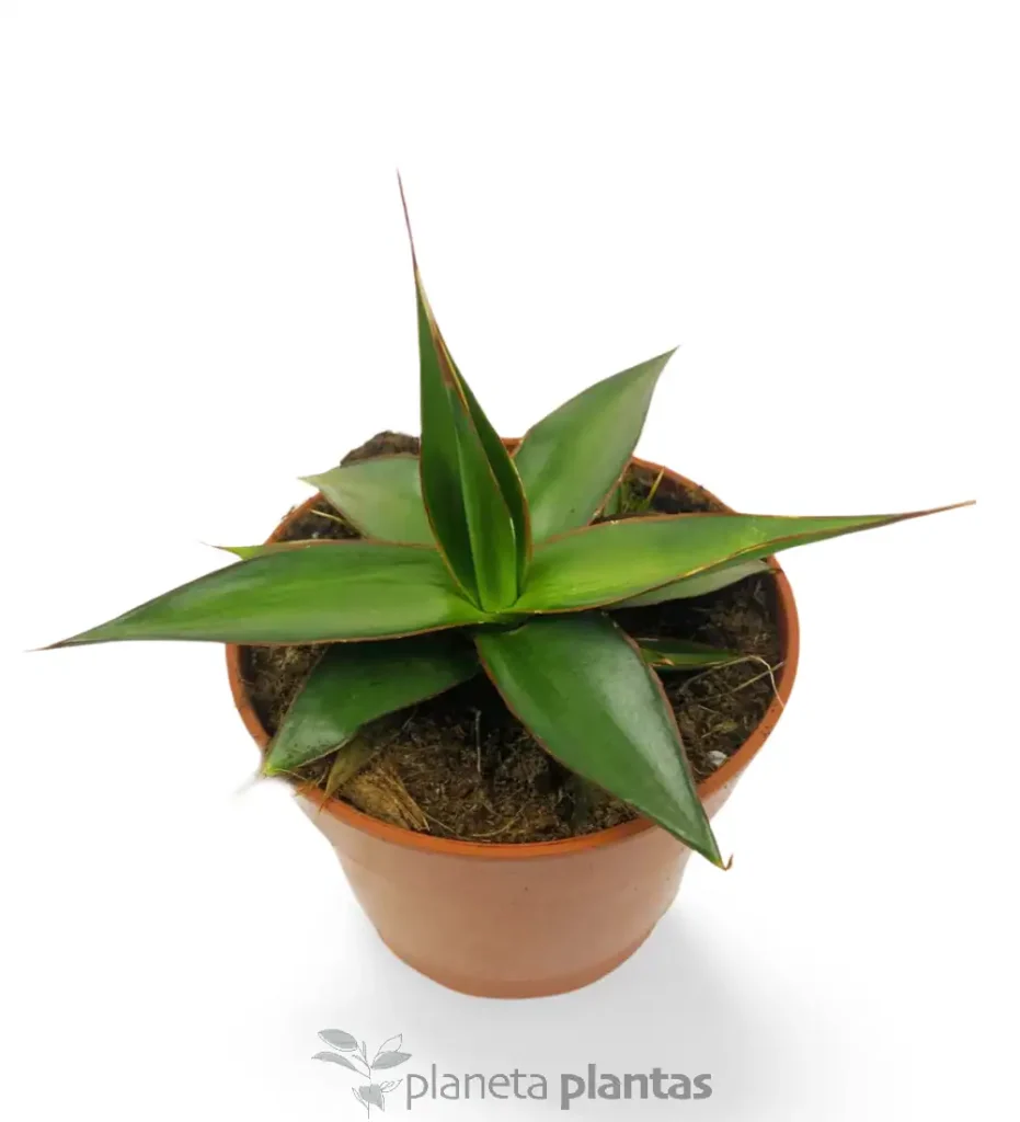 Agave impressa impressive 01 - Suculentas y Cactus directos del Productor