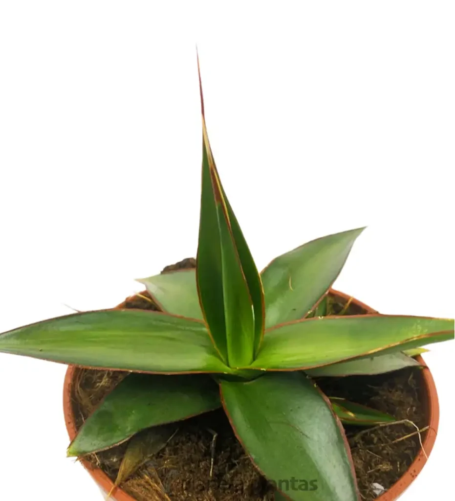 Agave impressa impressive 02 - Suculentas y Cactus directos del Productor