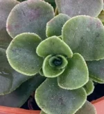 Planta Del Corazón - (Aichryson Domesticum) - Imagen 2