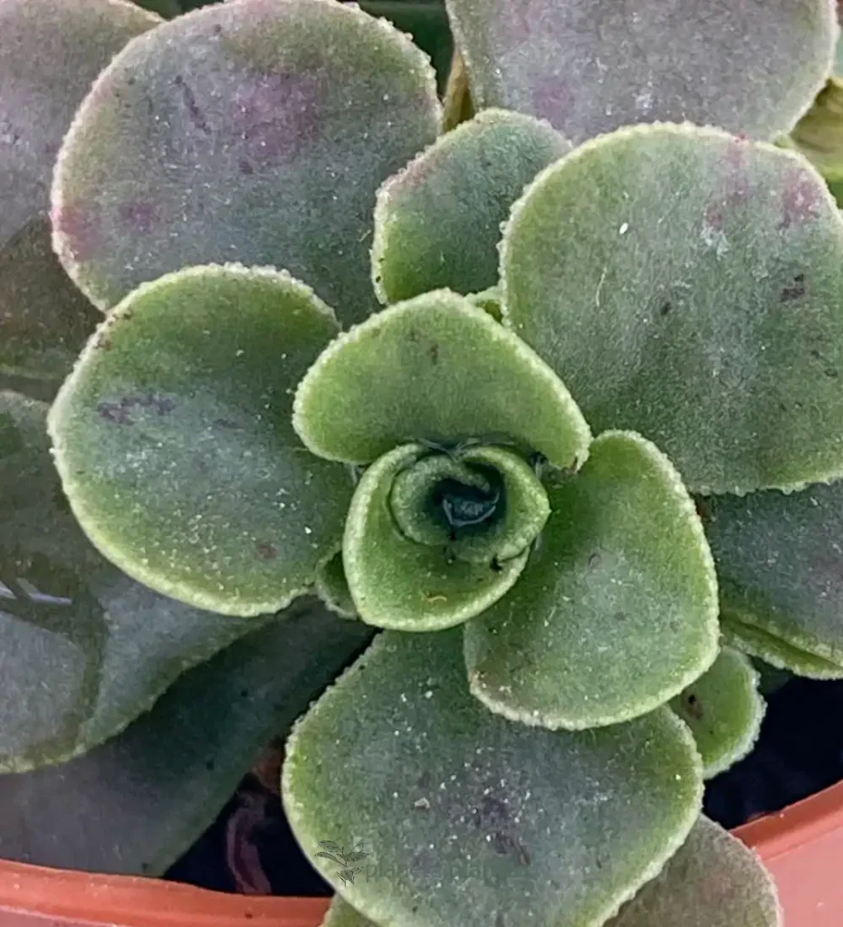 Aichryson domesticum 01 - Suculentas y Cactus directos del Productor