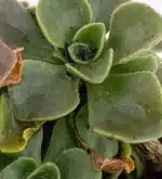 Planta Del Corazón - (Aichryson Domesticum) - Imagen 3