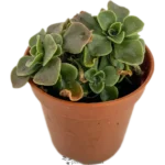 Planta Del Corazón - (Aichryson Domesticum)