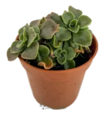 Planta Del Corazón - (Aichryson Domesticum)