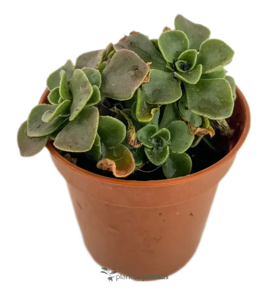 Aichryson domesticum - Suculentas y Cactus directos del Productor