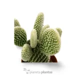 Opuntia microdasys - Imagen 3