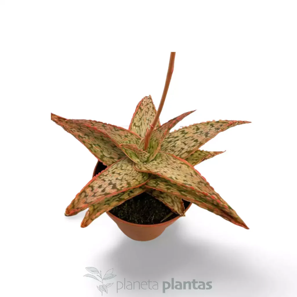 Aloe Pink Blush - Suculentas y Cactus directos del Productor